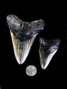 Prehistoric Megalondon Shark Teeth Royalty Free Stock Photo