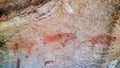Prehistoric painting of cows and calfs on rock painted with red colour by human who live in the area over thousand year ago. Royalty Free Stock Photo