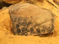 Prehistoric area in Taghit, Algeria. Royalty Free Stock Photo