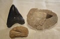 3 Prehistoric Shark Teeth Fossils