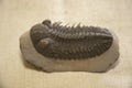 Prehistoric Trilobite Sea Life Animals From The Past