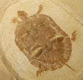 Prehistoric Turtle Fossil Model Royalty Free Stock Photo