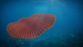 Dickinsonia, extinct creature of the Ediacaran era floating in the ocean 3d science illustration