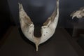 Prehistoric Woolly mammoth jaw found in Getafe, Madrid