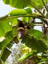 A preliminary stage of banana hanging from banana tree