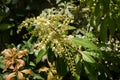 Prelude Japanese Pieris, Pieris japonica 'Prelude' Royalty Free Stock Photo