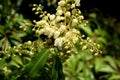 Prelude Japanese Pieris, Pieris japonica 'Prelude' Royalty Free Stock Photo