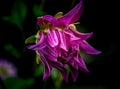 Cactus Dahlia in the dark . Royalty Free Stock Photo