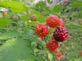 Premature fruit on a raspberry Royalty Free Stock Photo