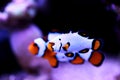 Premium Black Ice Clownfish - Amphiprion ocellaris Royalty Free Stock Photo