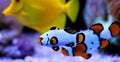 Premium Black Ice Clownfish - Amphiprion ocellaris Royalty Free Stock Photo