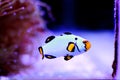 Premium Black Ice Clownfish - Amphiprion ocellaris Royalty Free Stock Photo