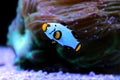 Premium Black Ice Clownfish - Amphiprion ocellaris Royalty Free Stock Photo