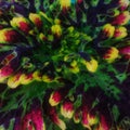 Premium Fireworks Coleus Royalty Free Stock Photo