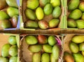 Premium mangoes in a cardboard box.