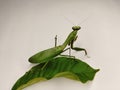 premium photo mantis Royalty Free Stock Photo
