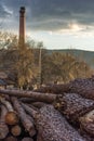 Premium pine wood for furniture production Royalty Free Stock Photo