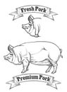 Premium pork meat vector label, butcher emblems or