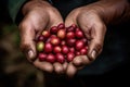 Premium Quality Coffee Beans, Handpicked. Royalty Free Stock Photo