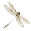 Transparent Dragonfly Specimen on White Background Royalty Free Stock Photo