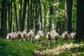 Flock of Sheep Grazing in a Lush Forest Clearing Royalty Free Stock Photo