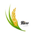 Premium Rice great quality design concept vector.