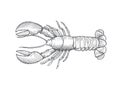 Premium Vector Woodcut Lobster Illustration