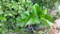 Premna Microphylla shoots Royalty Free Stock Photo