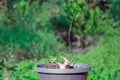 Premna Taiwan is in the process of creating bonsai Royalty Free Stock Photo