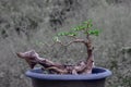 The Premna tree is in the process of creating a bonsai Royalty Free Stock Photo