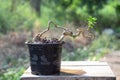 The Premna tree is in the process of creating a bonsai Royalty Free Stock Photo