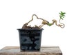 The Premna tree is in the process of creating a bonsai Royalty Free Stock Photo
