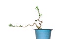 The Premna tree is in the process of creating a bonsai Royalty Free Stock Photo