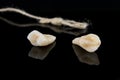 Premolar and canine tooth after removal with roots with thread on a black background.