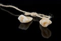 Premolar and canine tooth after removal with roots with thread on a black background.