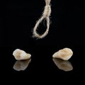 Premolar and canine tooth after removal with roots with thread on a black background.