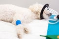 Preoxygenation in a sedated white poodle with a mask prior to intubation.