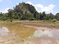 prepaired for planting paddy fields dambadeniya sri lanka