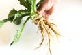 Preparation of alcohol tincture from wild teasel root .In folk medicine, their roots are used to produce medicinal Royalty Free Stock Photo