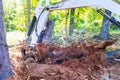 In preparation for construction work, workers use excavators to uproot trees prepare ground