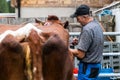 The preparation of the cows for the transhumance Royalty Free Stock Photo