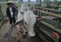 Preparation for Eid al-Adha in Indonesia