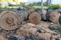 Preparation of firewood for the winter. Sawed logs.