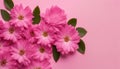 preparation for a future postcard. Pink flowers on a pink background with space for text