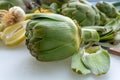 Preparation of heads of fresh raw artichokes plants from artichoke plantation in Argolida, Greece ready to cook with lemon