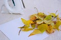 Preparation of natural materials for children`s creativity, drying of yellow leaves with an iron Royalty Free Stock Photo