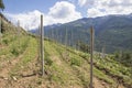 Preparation of a new vineyard with blue sky and clouds