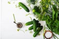 Preparation pickled marinated cucumbers, herbs and salt. Royalty Free Stock Photo