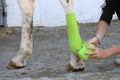 Preparation and placement of a green bandage on the posterior leg of a white horse