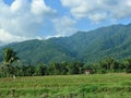 Rice fields at SIGI regency, Indonesia